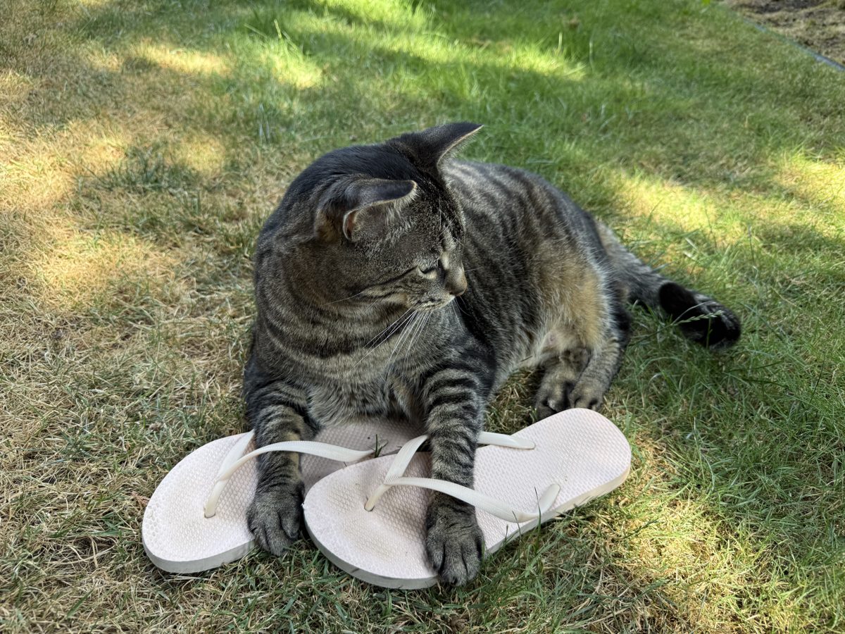 A gray tabby cat lounging in the grass with her paws resting on a pair of flip-flops